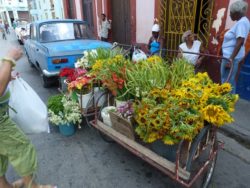 Havana flower vendor