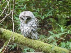 Owl symbolizes wisdom; it matters at Rollins
